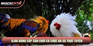 BJ66 Đẳng Cấp Sân Chơi Cá Cược Đá Gà Trực Tuyến Hàng Đầu