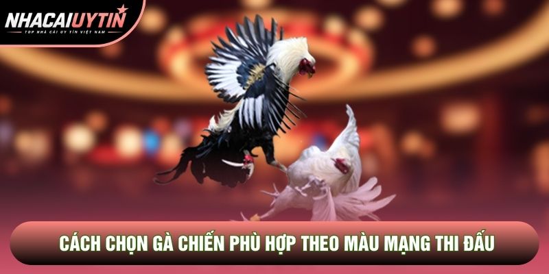 Cách chọn gà chiến phù hợp theo màu mạng thi đấu