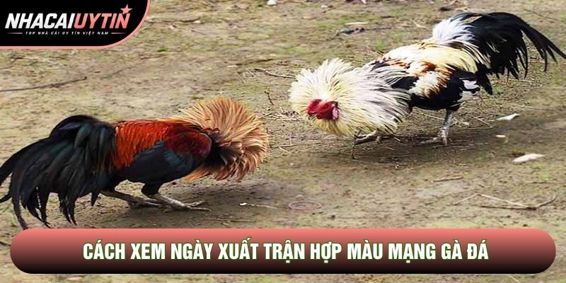 Cách xem ngày xuất trận hợp màu mạng gà đá