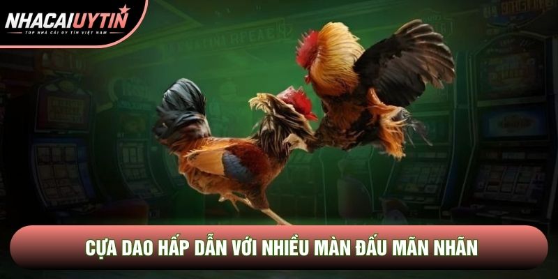 Cựa dao hấp dẫn với nhiều màn đấu mãn nhãn