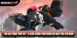 Đá Gà Trực Tiếp 67 - 3 Cửa Cược Phổ Biến Và Quy Tắc Cơ Bản