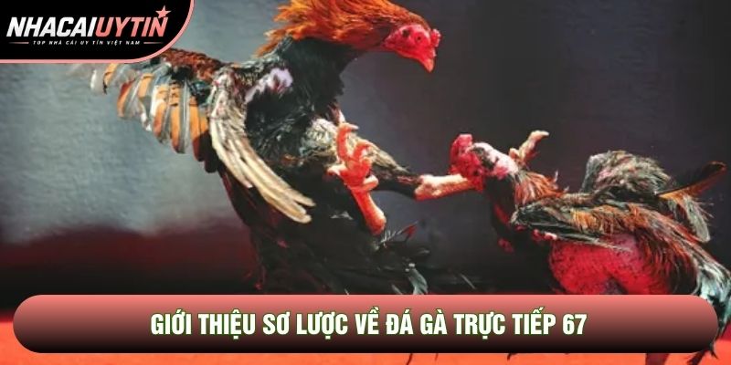 Giới thiệu sơ lược về Đá gà trực tiếp 67
