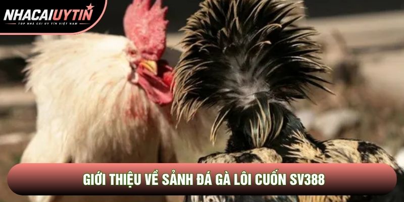 Giới thiệu về sảnh đá gà lôi cuốn Sv388