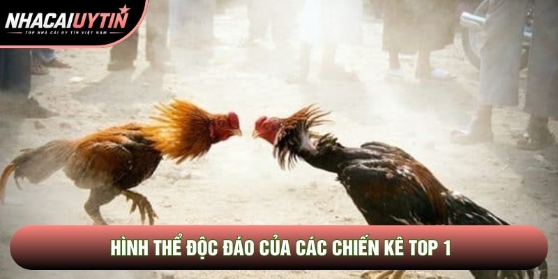 Hình thể độc đáo của các chiến kê top 1