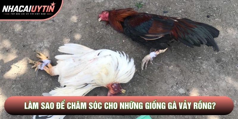 Làm sao để chăm sóc cho những giống gà vảy rồng?