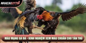 Màu Mạng Gà Đá - Kinh Nghiệm Xem Màu Chuẩn Xác Cho Tân Thủ