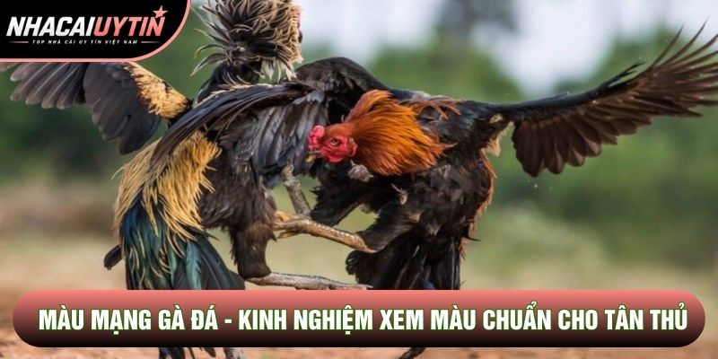 Màu Mạng Gà Đá - Kinh Nghiệm Xem Màu Chuẩn Xác Cho Tân Thủ