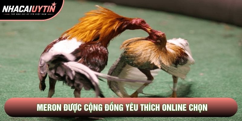 Meron được cộng đồng yêu thích online chọn
