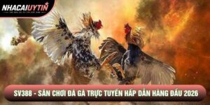 Sv388 - Sân Chơi Đá Gà Trực Tuyến Hấp Dẫn Hàng Đầu 2026