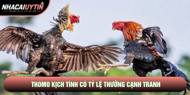 Thomo kịch tính có tỷ lệ thưởng cạnh tranh