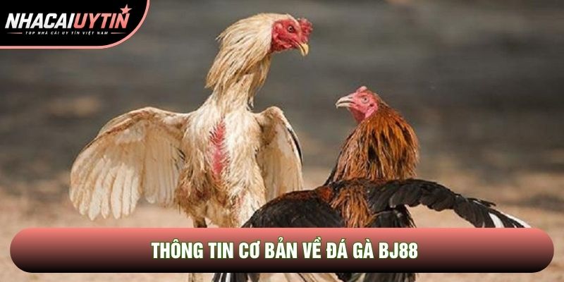 Thông tin cơ bản về đá gà Bj88