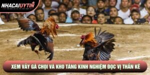 Xem Vảy Gà Chọi Và Kho Tàng Kinh Nghiệm Đọc Vị Thần Kê